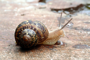 escargot