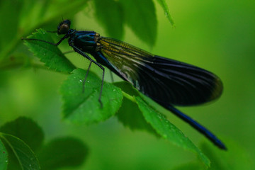 dragonfly