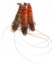 gekochte schiffs kiel garnele