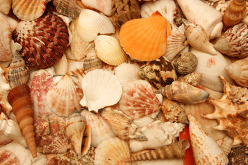 shells details