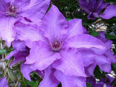 climatis