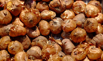 zwiebel haufen