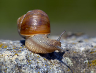 snail
