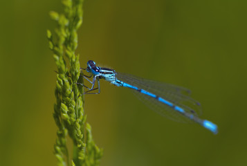blue dragonfly