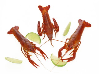 gekochte fluß krebse