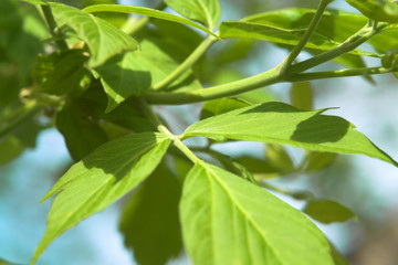 Fototapeta na wymiar green leafs
