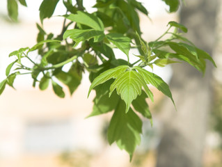 Fototapeta na wymiar leafs