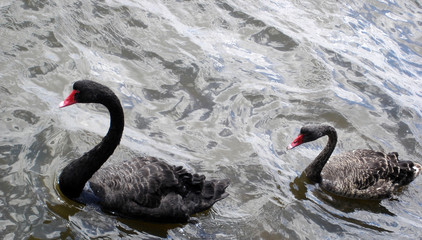 two black swans on river