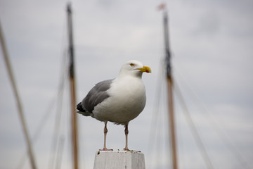 Obraz na płótnie Canvas seagull