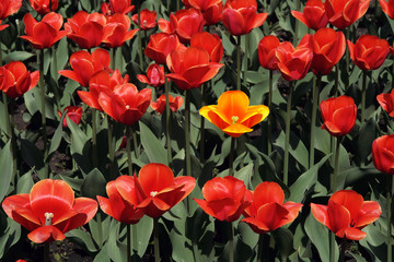 red tulips.