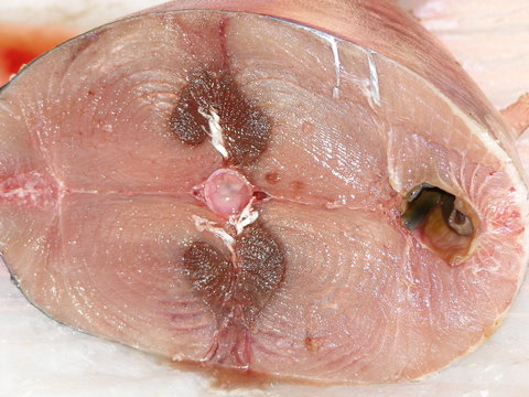 tranche de poisson