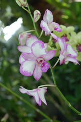 white purple orchid
