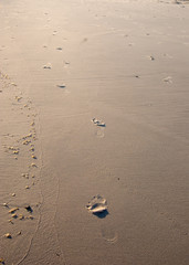 footprints on the beach