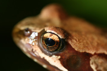 frog's eye
