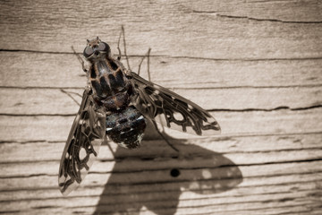 Naklejka premium tiger bee fly back