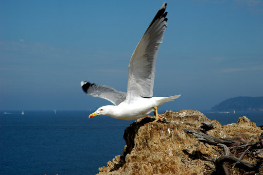 envol mouette