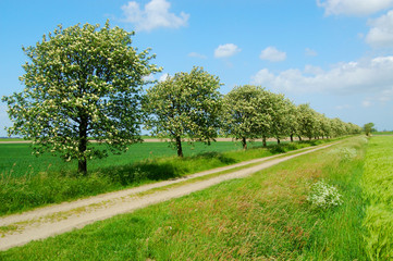 friesische frühlingslandschaft