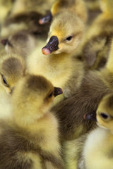  goose