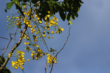 big trees, yellow flowers  and blue skies