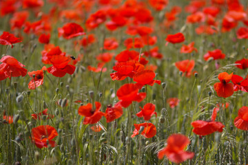many red poppies