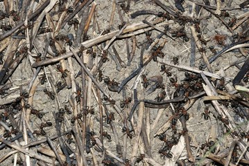 anthill