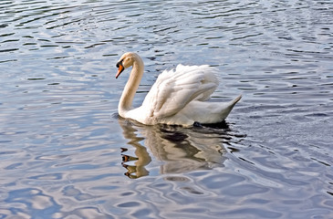 swan symbol of love and beauty