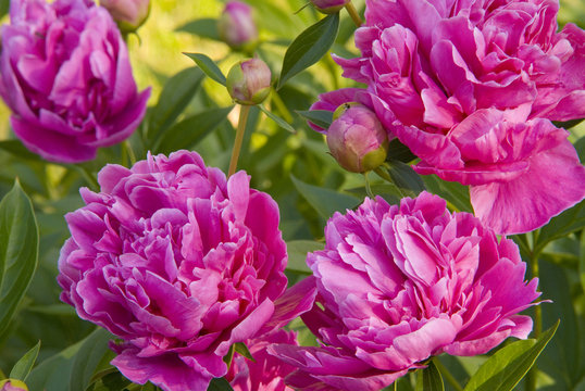 pink peony