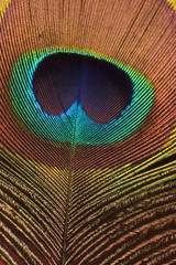 Obraz premium an eye