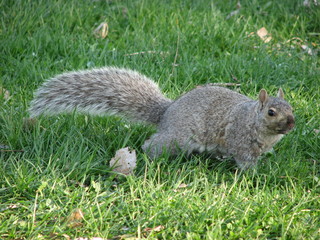 Fototapeta premium squirrel
