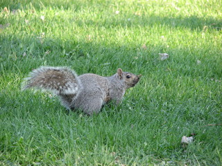 Obraz premium squirrel