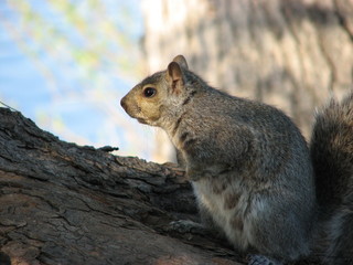 squirrel