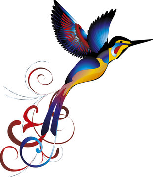 colored humming-bird