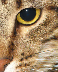 staring cat