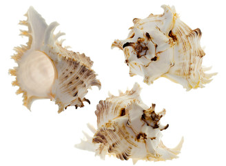 spiral shell on white