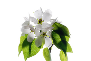 apple-tree blossom