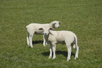 lämmer