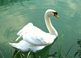 Naklejka premium swan