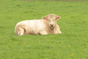 cow in the grass