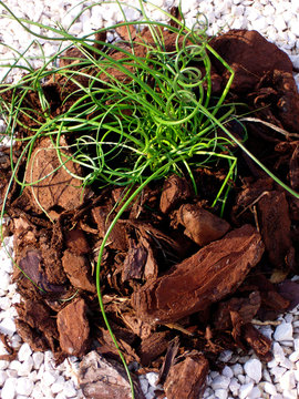 herbe