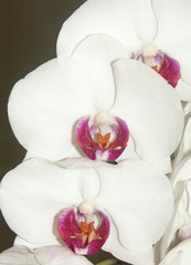 Fototapeta na wymiar fleurs blanches d'orchydée