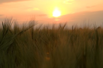 feld