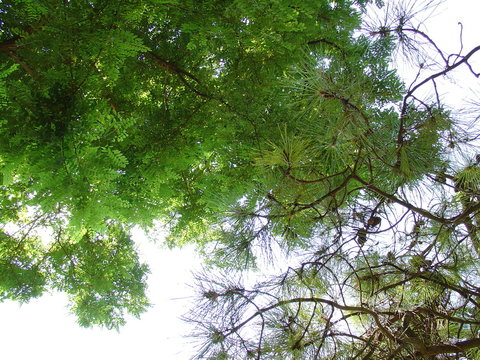 Sous les arbres