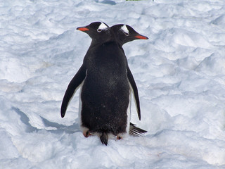 Plakaty  pingwin dwugłowy.