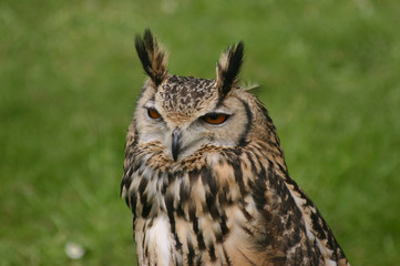 eagle owl