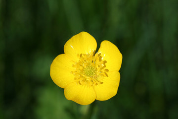 Obraz premium buttercup