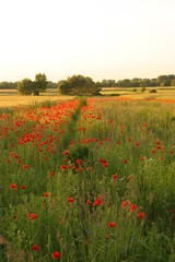 field of poppy