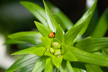 ladybird