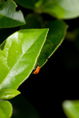 ladybird