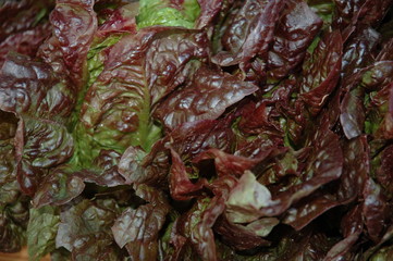 red sail lettuce