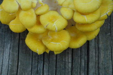 yellow oyster mushrooms